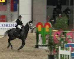 Springpferd Lennox Luis (Deutsches Sportpferd, 2004, von Levisto Z)