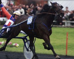 stallion Varenne V-0901 (IT) (American Trotter, 1995, from Waikiki Beach (US))