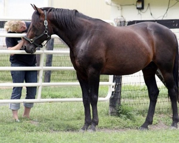 stallion Yankee Glide N4720 (US) (American Trotter, 1994, from Valley Victory MV961 (US))