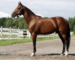 stallion Viking Kronos V-0112 (IT) (Traber, 1995, from American Winner JA471 (US))