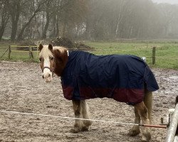 horse Mirabelle (Haflinger, 1992, from Stereo)