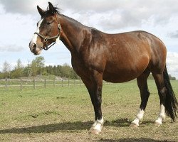 broodmare Gondole Gede 94-274380 (FR) (French Trotter, 1994, from Tenor de Baune TF)