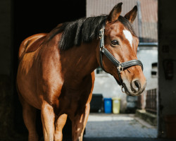 jumper Ivo 54 (German Riding Pony, 2009, from Kraneveld's Igor)