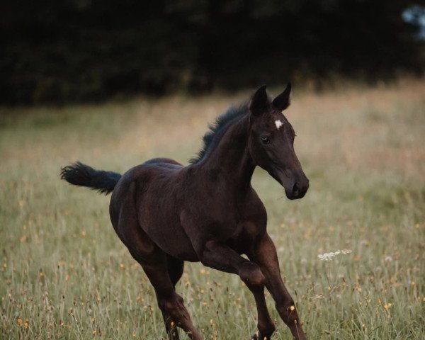 dressage horse Montana GK (Austrian Warmblood, 2022, from Sir Bedo)