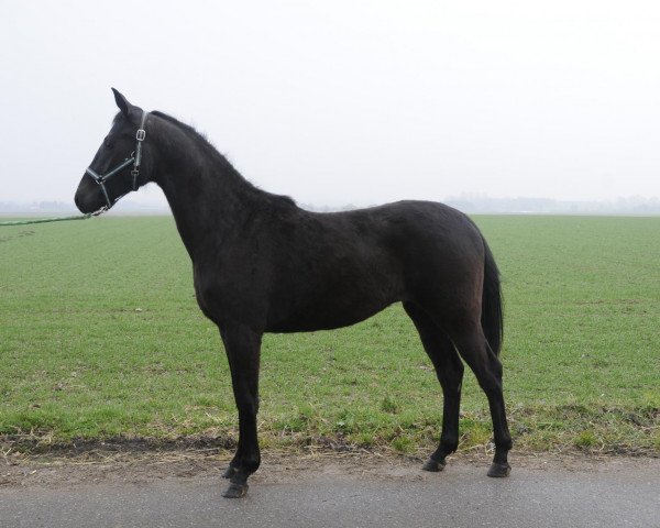 Dressurpferd Sansara ZR (Oldenburger, 2009, von Sir Donnerhall I)