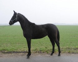 dressage horse Sansara ZR (Oldenburg, 2009, from Sir Donnerhall I)