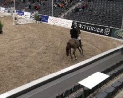 jumper Dirana 5 (Hanoverian, 2004, from Dirano)