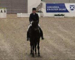 dressage horse Walpolicello (Hessian Warmblood, 1999, from Winter)