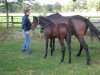 broodmare Be fifty (Holsteiner, 2009, from Cassaro 5)