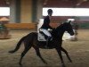 dressage horse Gustavsson 2 (Westphalian, 2006, from Grafenstolz)