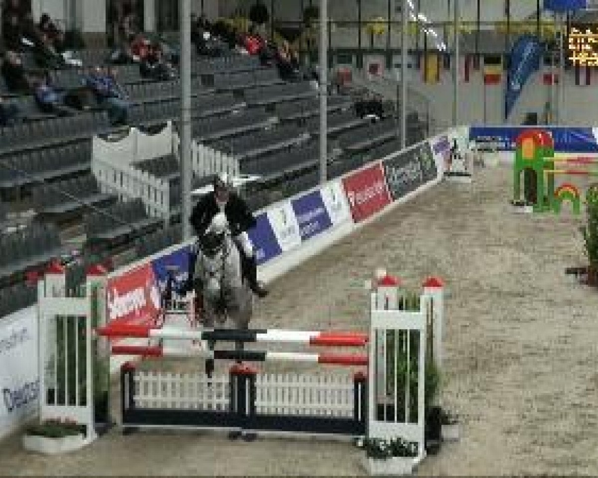 Springpferd Calida 57 (Holsteiner, 2004, von Calido I)