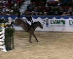 jumper L.b. Nesquik (Belgian Warmblood, 1998, from Nonstop)