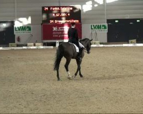 dressage horse Aix les Bains (Westphalian, 1997, from Ars Vivendi)