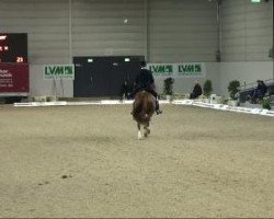 dressage horse Lorenzo B 6 (Oldenburg, 2001, from Landor S)