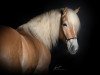 dressage horse Aladin 720 (Haflinger, 2017, from Amore Mio)