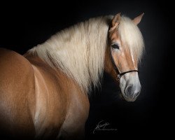 dressage horse Aladin 720 (Haflinger, 2017, from Amore Mio)