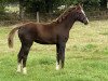 dressage horse Bonduera (Oldenburg, 2022, from Bonds)