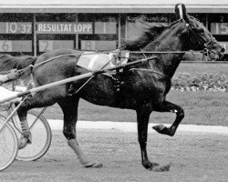 stallion Songflori 1876L (US) (American Trotter, 1972, from Florican 80195 (US))