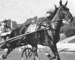 broodmare Sophia Hanover (US) (American Trotter, 1959, from Star's Pride 80141 (US))