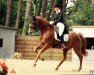 dressage horse Kilian 60 (Hanoverian, 2002, from Konsequent)