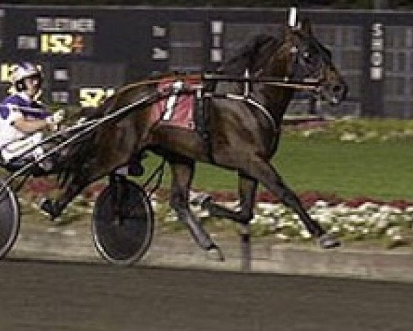 stallion Kadabra VD-771 (US) (American Trotter, 1999, from Primrose Lane (US))