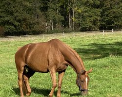 broodmare Fürstin Fritzi (Oldenburg, 2017, from Fürst Larino)