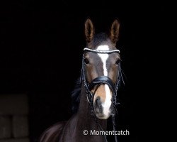 broodmare Babylon Berlin (Hanoverian, 2018, from Bernay)