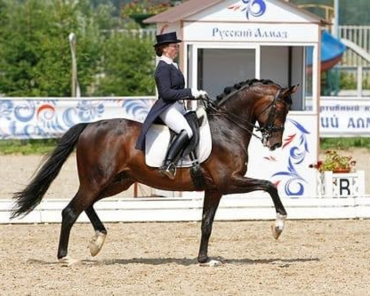 dressage horse Obolensky (Russian Trakehner, 2005, from Organ)