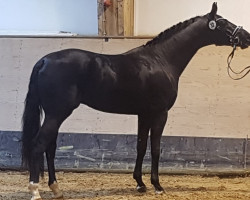 stallion Big Ben (Hanoverian, 2019, from Bonds)