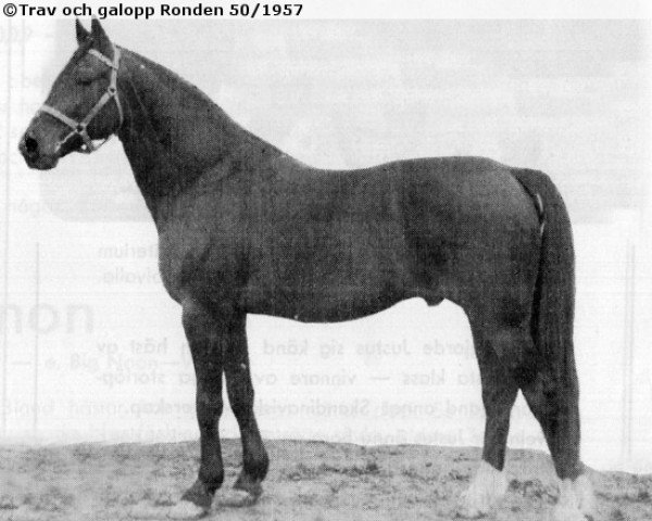 stallion King Brodde S-2145 (American Trotter, 1944, from Pinero (US))