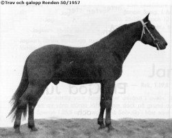 stallion Peter Rutherford S-686 (American Trotter, 1937, from Rutherford 70009 (US))