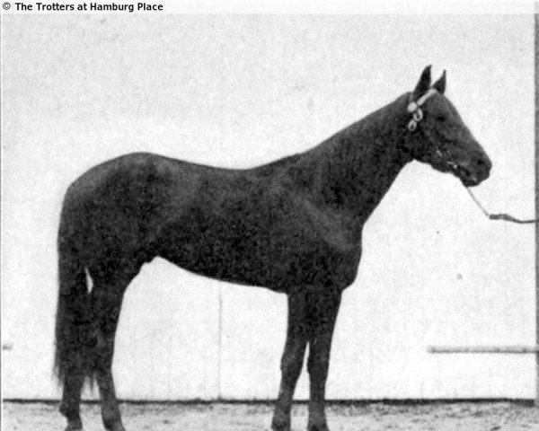 stallion Kentucky Todd 42 571 (US) (American Trotter, 1904, from Todd 33822 US-33822)