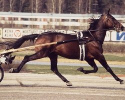 stallion Joie de Vie 7256Y (US) (American Trotter, 1980, from Super Bowl 8540I (US))