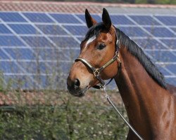 dressage horse Bahia Sunrise 4 (Oldenburg, 2015, from Baccardi)