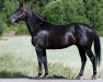 stallion Choco Chip Hanover TC-588 (US) (American Trotter, 1998, from Pin Chip J-8637 (US))