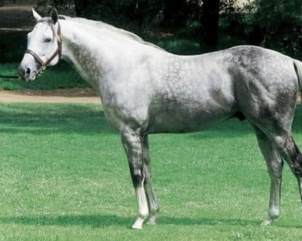 horse Siberian Summer xx (Thoroughbred, 1989, from Siberian Express xx)