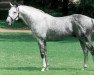 horse Siberian Summer xx (Thoroughbred, 1989, from Siberian Express xx)