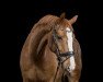 dressage horse Quick Chic (Hanoverian, 2014, from Quantensprung 3)