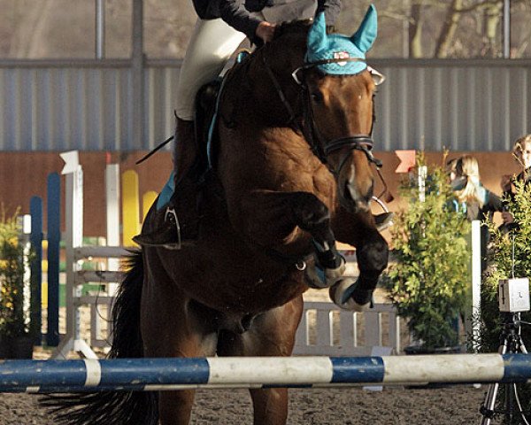 Pferd Quinni (Westfale, 2007, von Quinto)