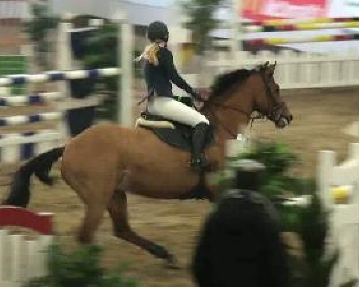 Springpferd Antonori S (Westfale, 2002, von Araconit)