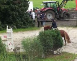 broodmare Deja-vue (German Riding Pony, 2000, from Domingo)