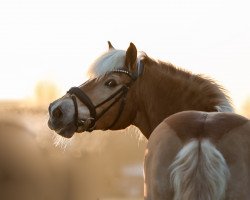 jumper James (Haflinger, 1996)