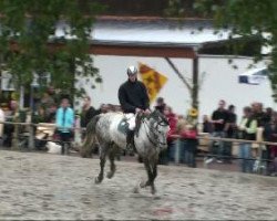 stallion Cartier 100 (Holsteiner, 2003, from Calato)