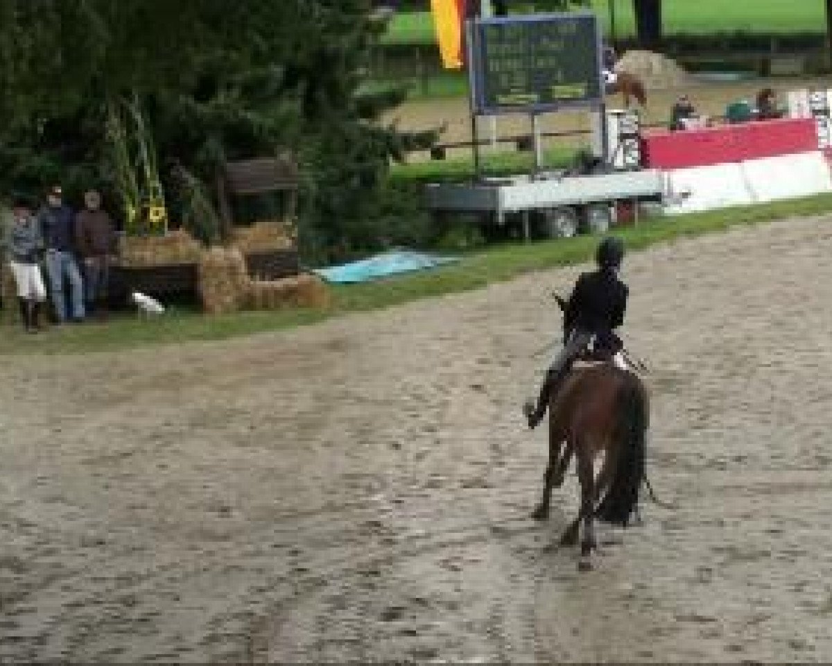 jumper Orchid's Paul (New Forest Pony, 2004, from Watershof Pretendent)