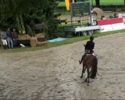 jumper Orchid's Paul (New Forest Pony, 2004, from Watershof Pretendent)