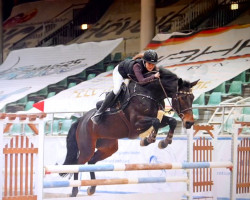 jumper Alina 500 (German Sport Horse, 2015, from Askari)