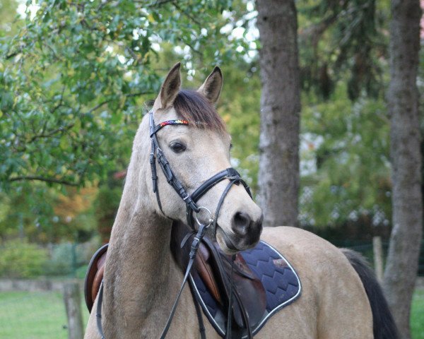 dressage horse Ämmi (German Riding Pony, 2018, from D-Power AT)