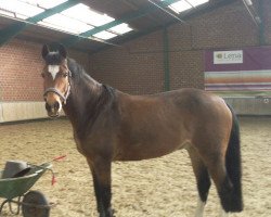 dressage horse Mc Loid (German Riding Pony, 2001, from Max)