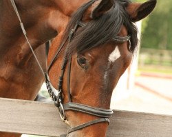 jumper Enfant du soleil (Hanoverian, 2003, from Ehrenwort)