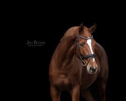 dressage horse Filiz Mirabelle (Westphalian, 2016, from Fürsten-Look)